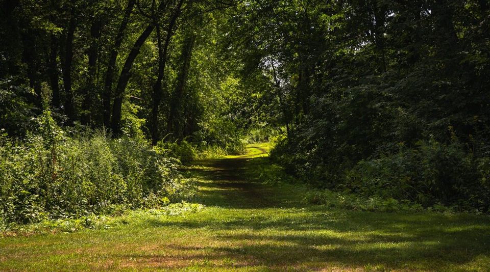 Mown walking path leading into the trees on the Haddam campus grounds
