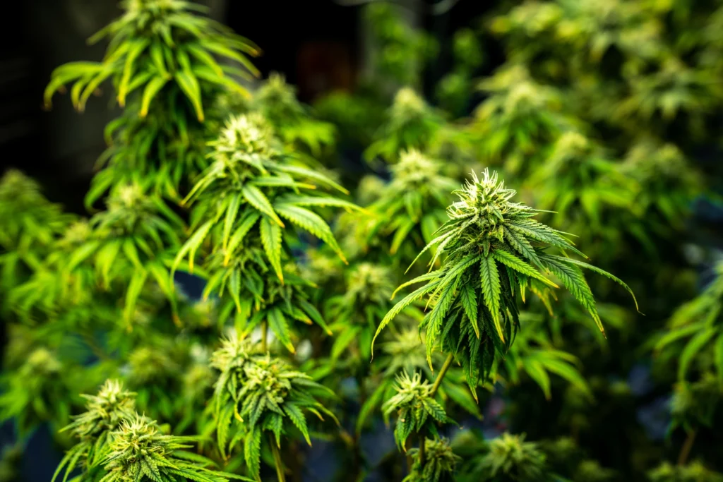 cannabis plants; dabbing meaning