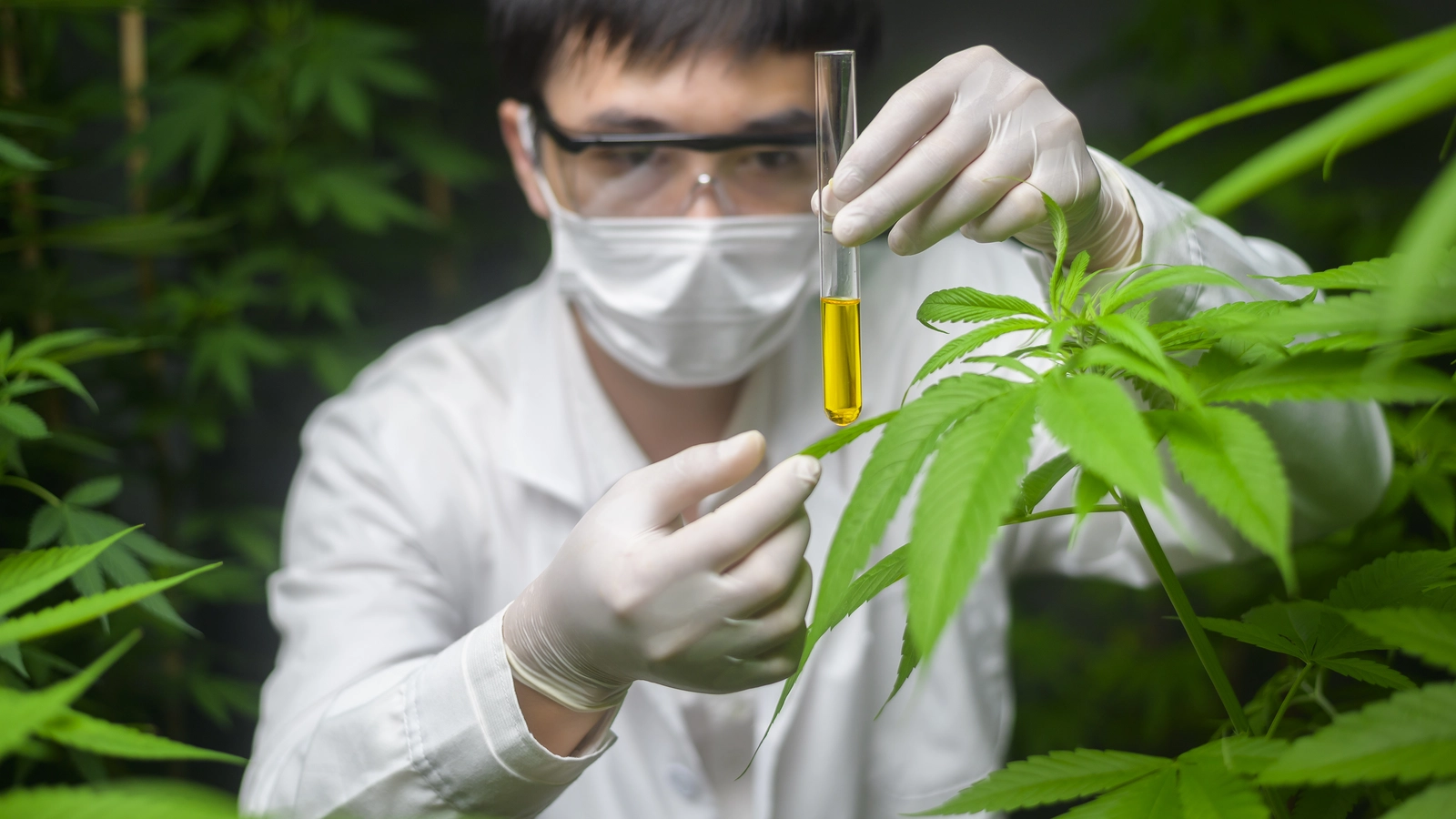 man in lab coat and k95 mask works with cannabis plants and vial of liquid